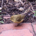 Common Chiffchaff